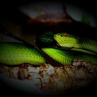 Trimeresurus