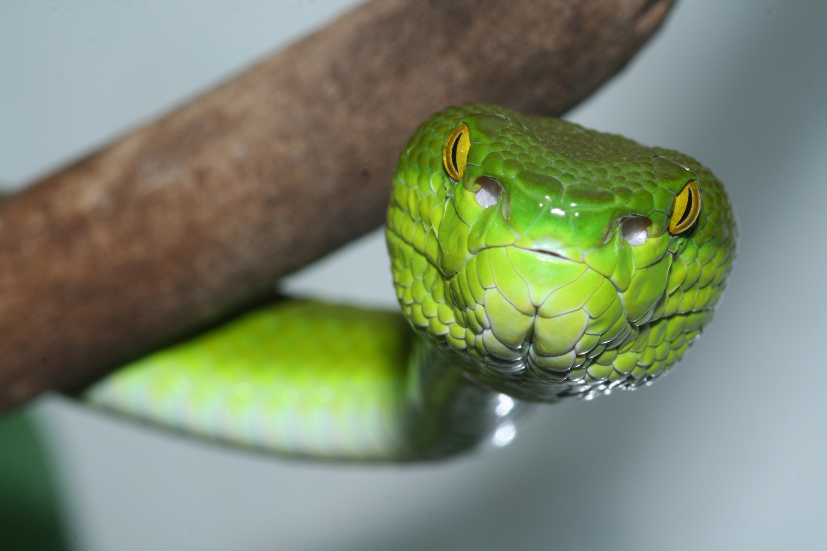 Trimeresurus albolabris