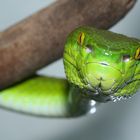 Trimeresurus albolabris