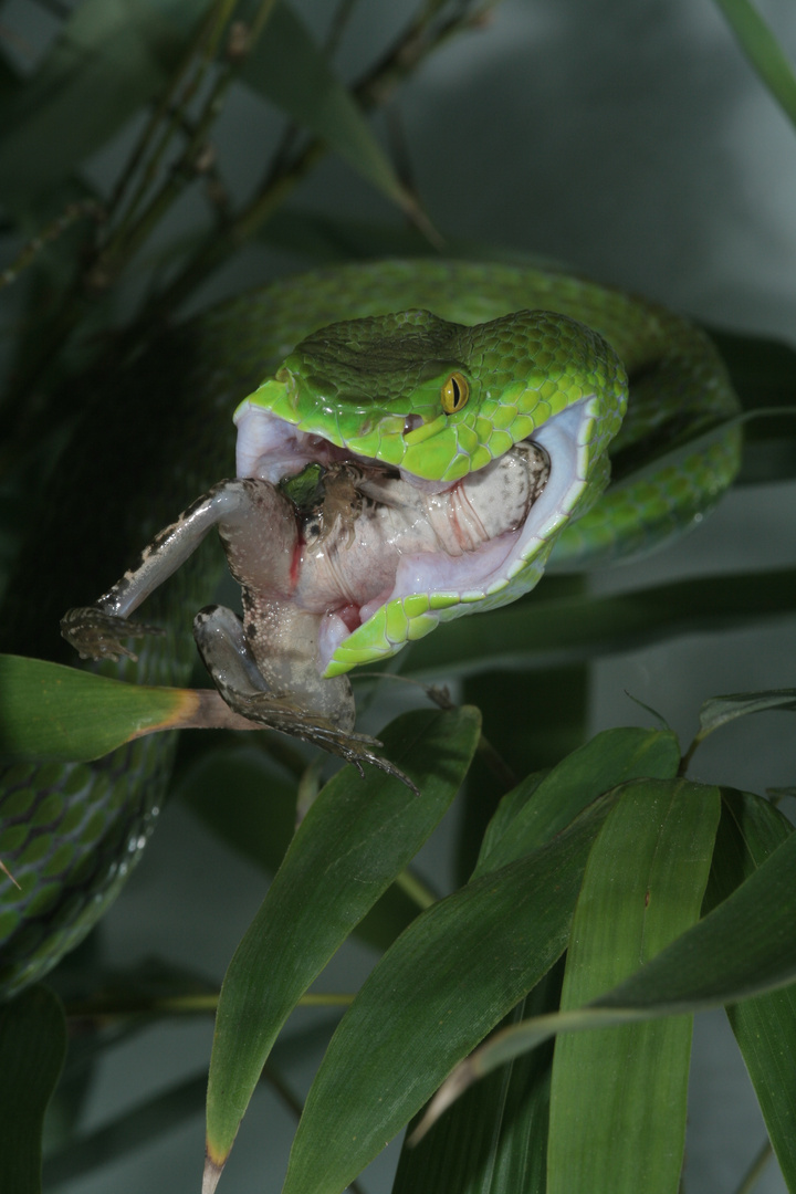 trimeresurus albolabris