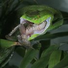 trimeresurus albolabris