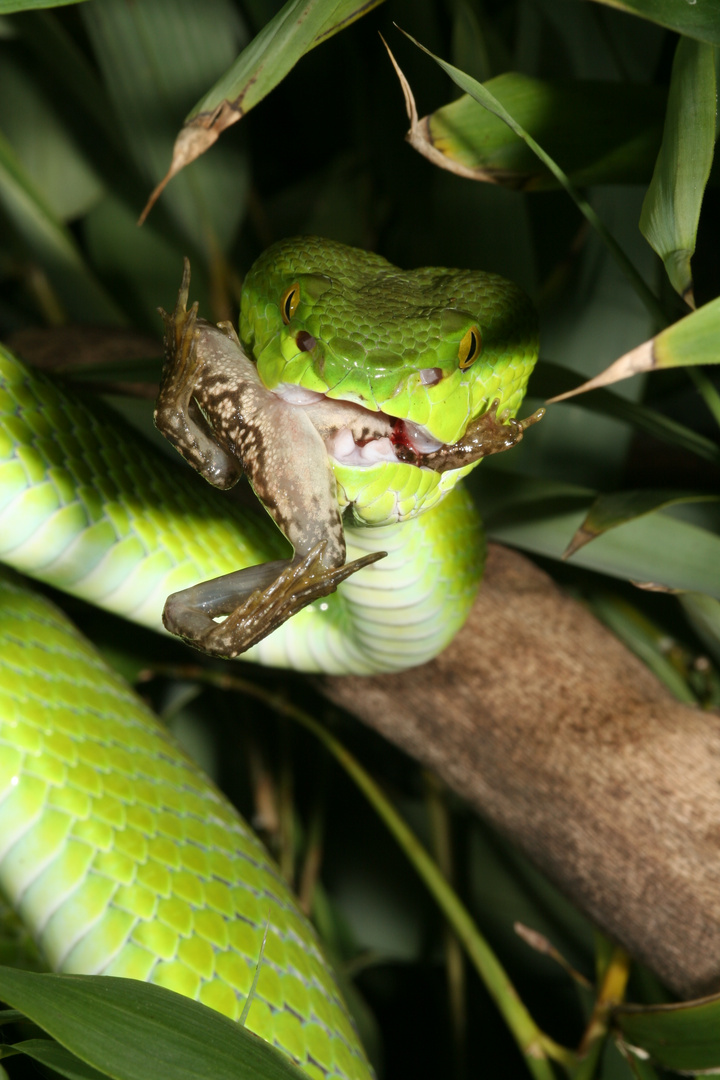 Trimeresurus albolabris