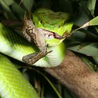 Trimeresurus albolabris