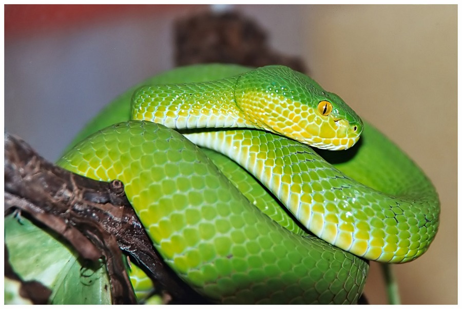 Trimeresurus albolabris (Weißlippenlanzenotter)von Fabian Alleblas