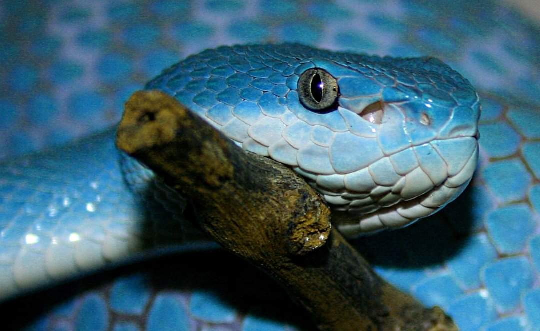 Trimeresurus insularis 