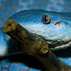 Trimeresurus insularis 