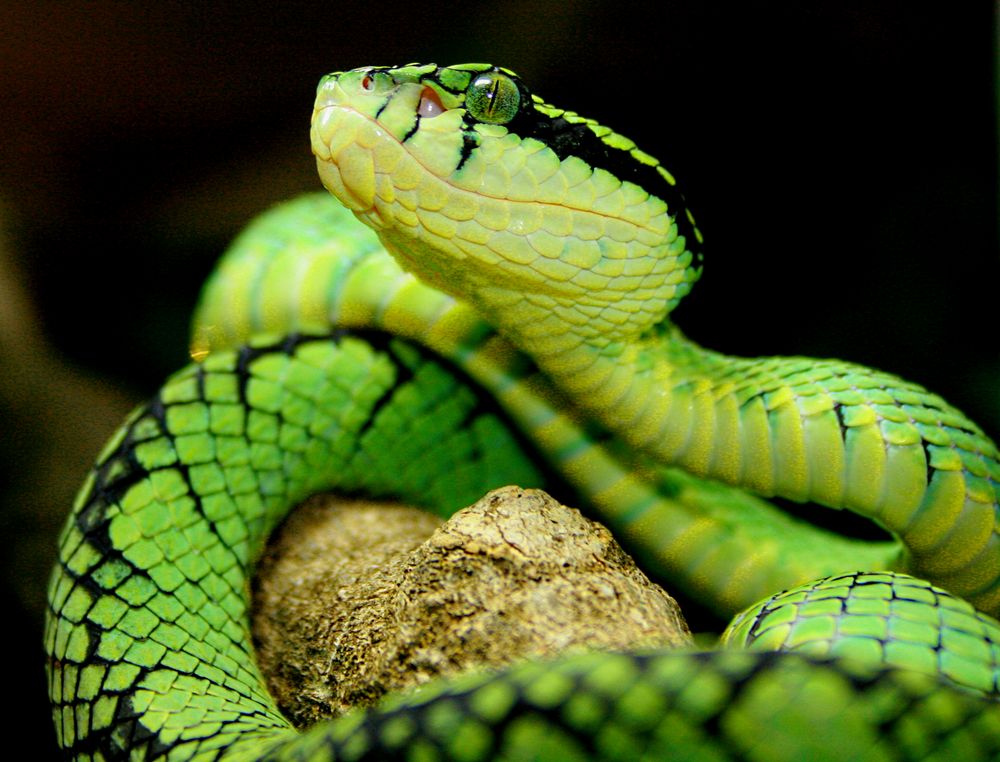 Trimeresurus trigonocephalus Foto & Bild tiere, haustiere