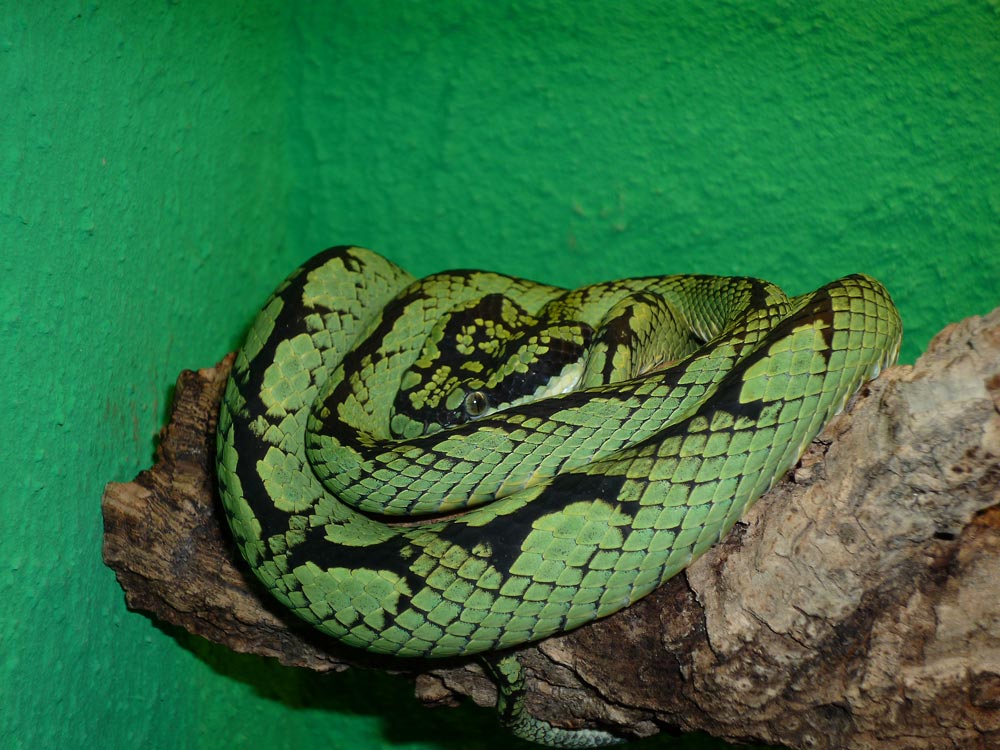 Trimeresurus trigonocephalus