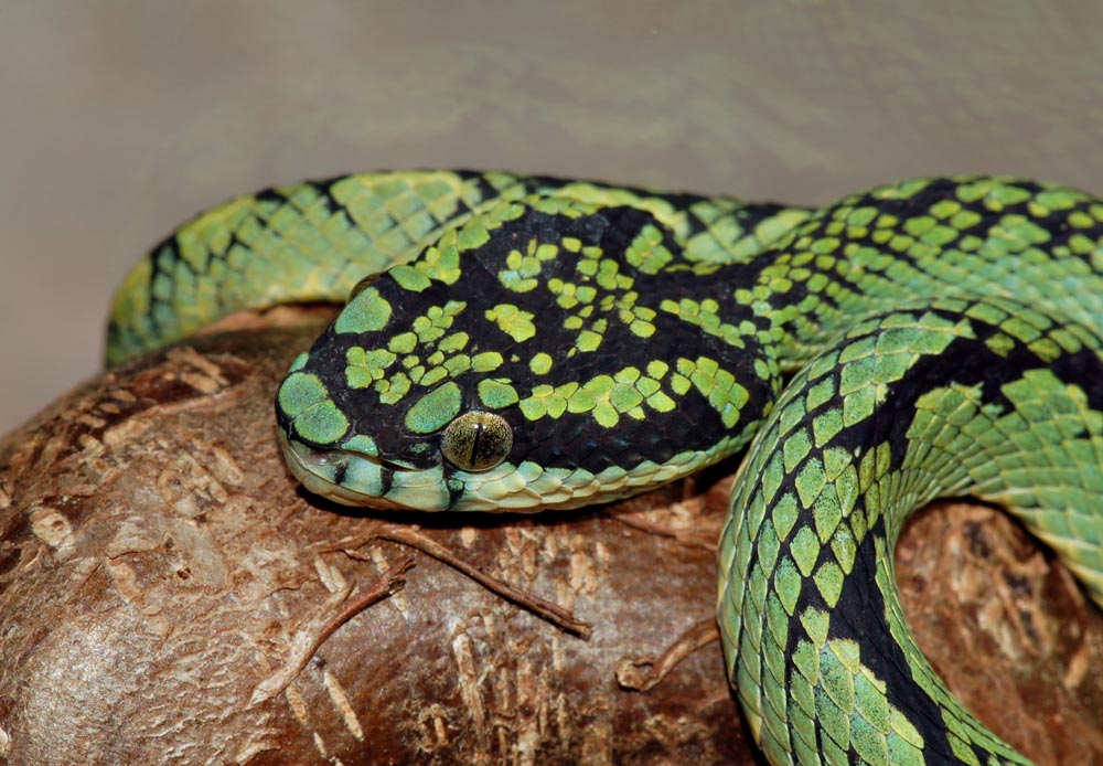 Trimeresurus trigonocephalus (Ceylon lanzenotter)