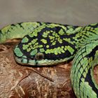 Trimeresurus trigonocephalus (Ceylon lanzenotter)