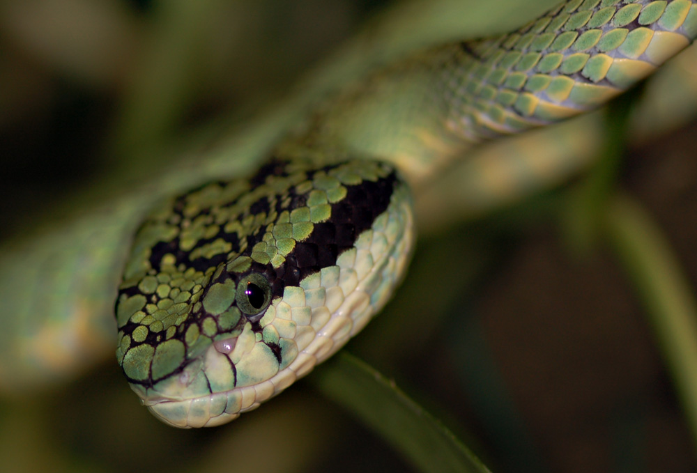 Trimeresurus trigonocephalus (Ceylon lanzenotter)