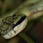 Trimeresurus trigonocephalus (Ceylon lanzenotter)