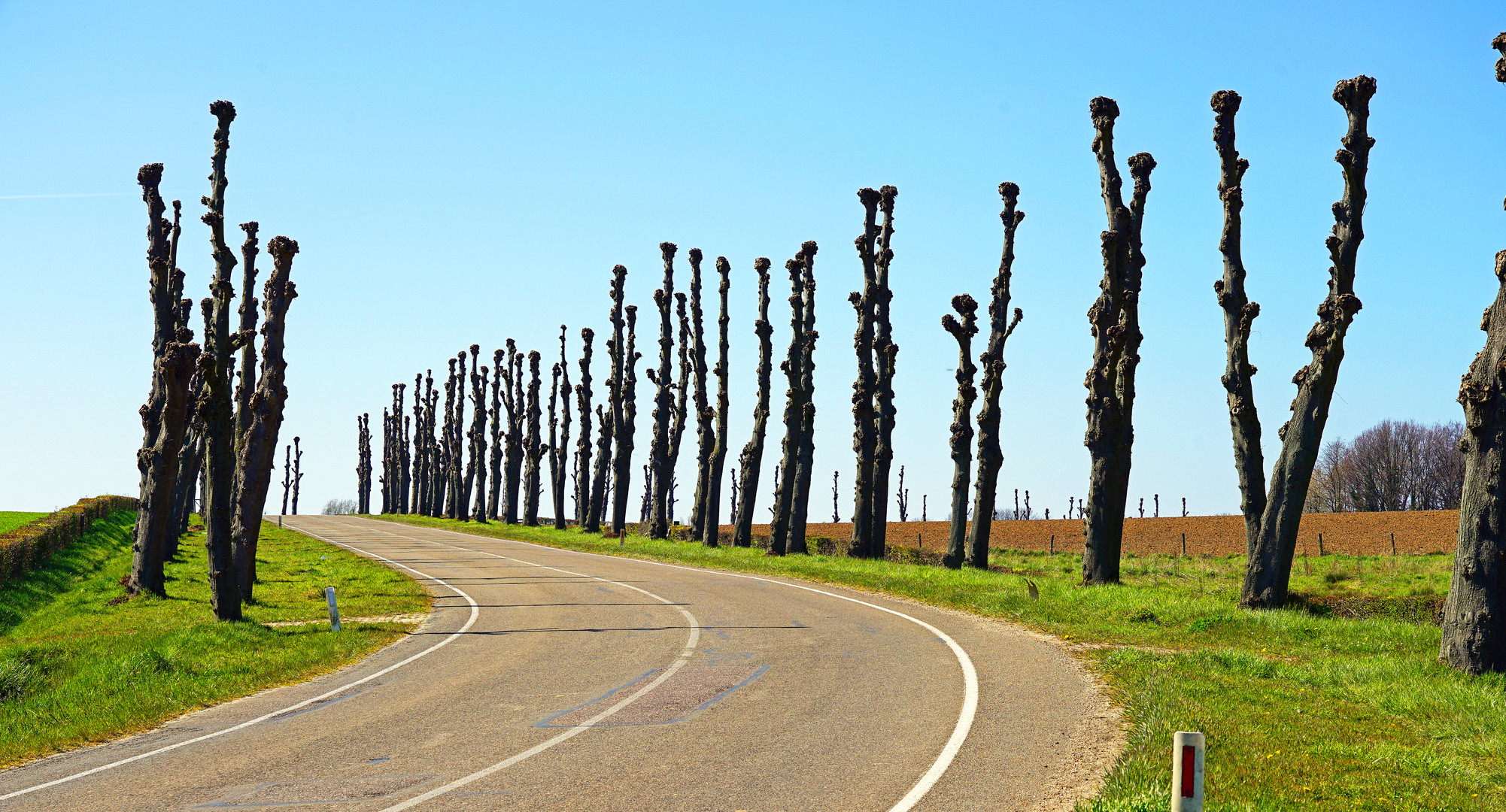 Trimmed Lime Trees