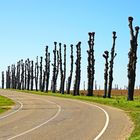 Trimmed Lime Trees