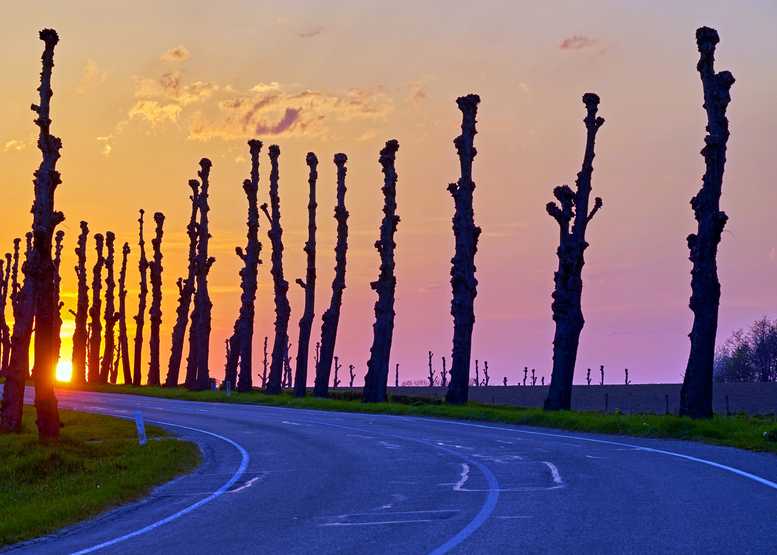 Trimmed Lime-trees road to sunset 