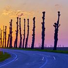 Trimmed Lime-trees road to sunset 