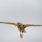 Tringa totanus im Landeanflug