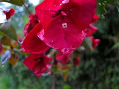 Trinitaria roja