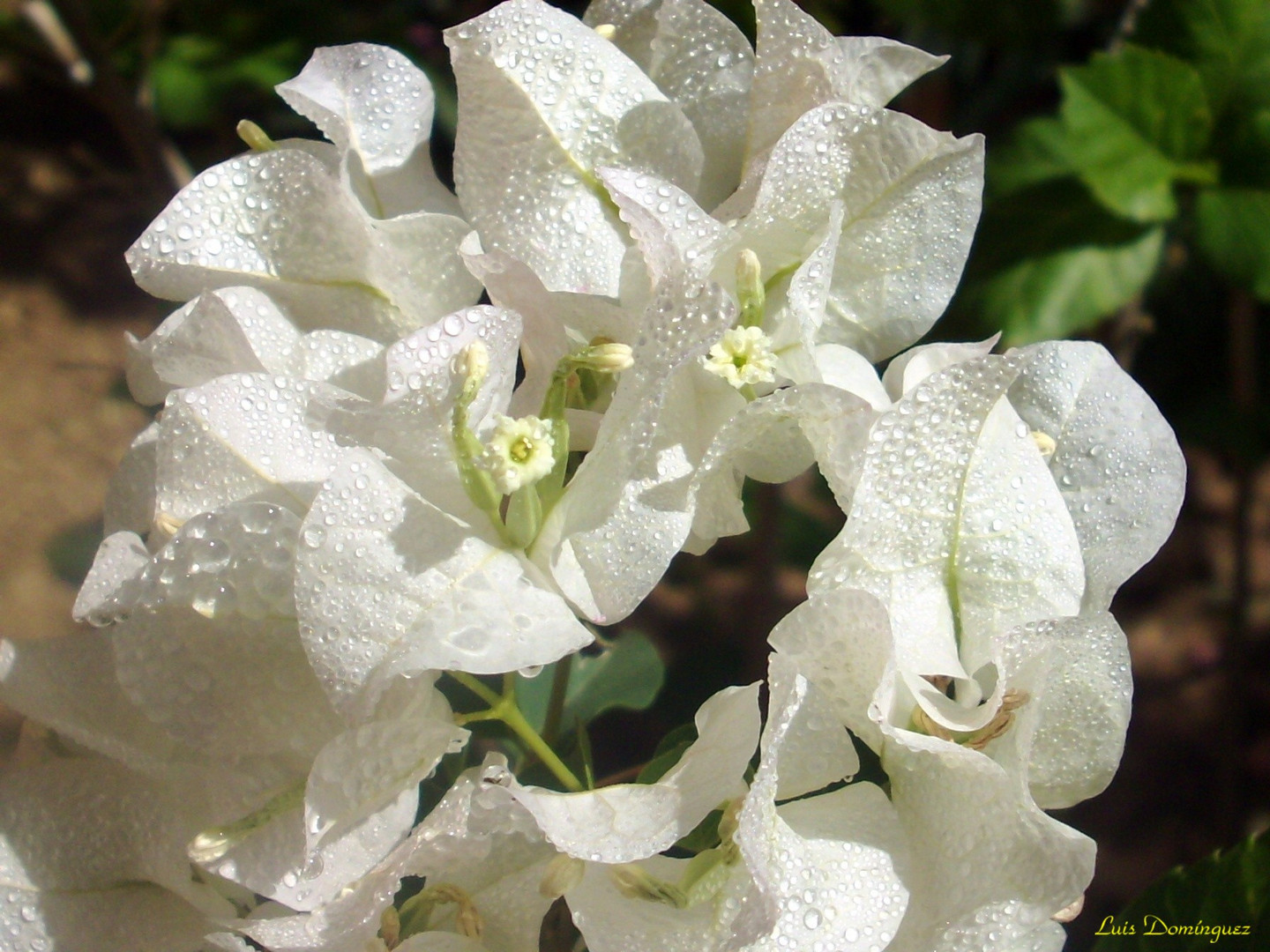 Trinitarias Blancas ( Bugambilias)