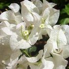 Trinitarias Blancas ( Bugambilias)