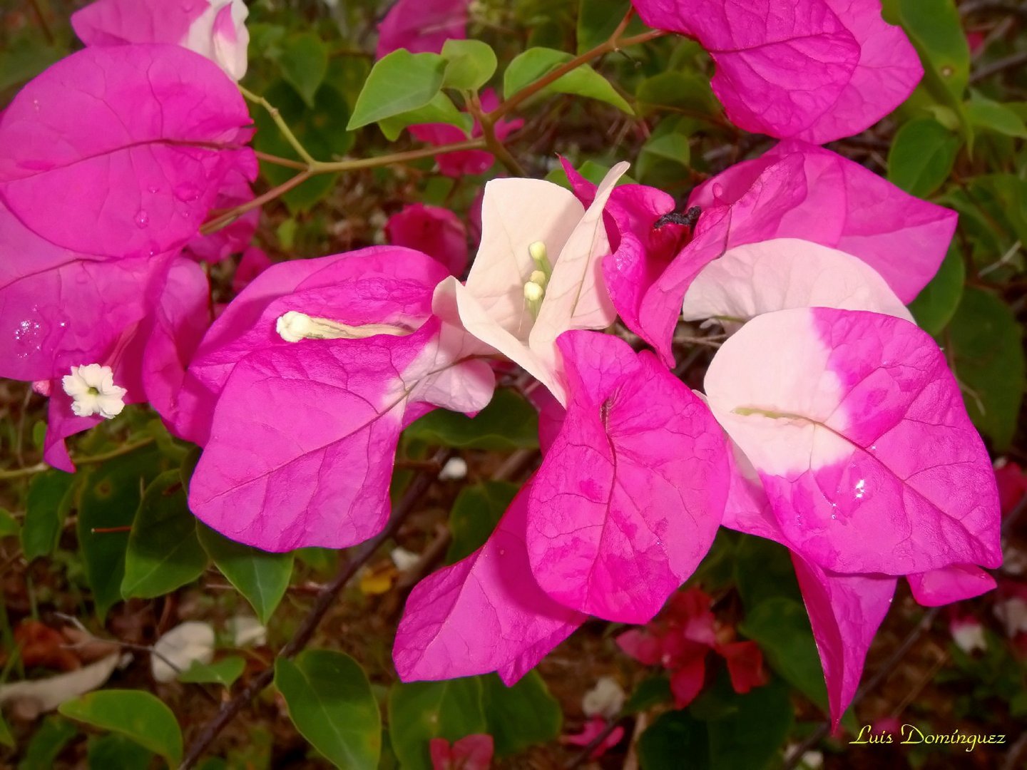 Trinitarias de dos colores