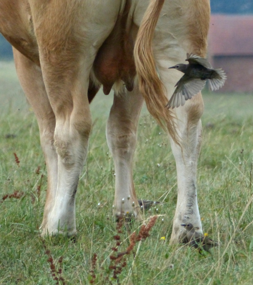 "Trink Milch"- und Du wirst ein Superstar