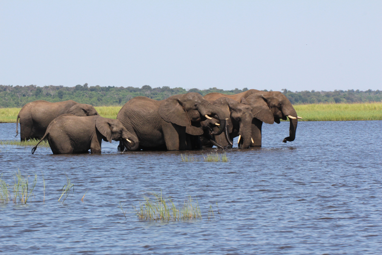 Trink- und Badepause im Chobe Fluß.