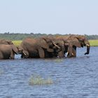 Trink- und Badepause im Chobe Fluß.