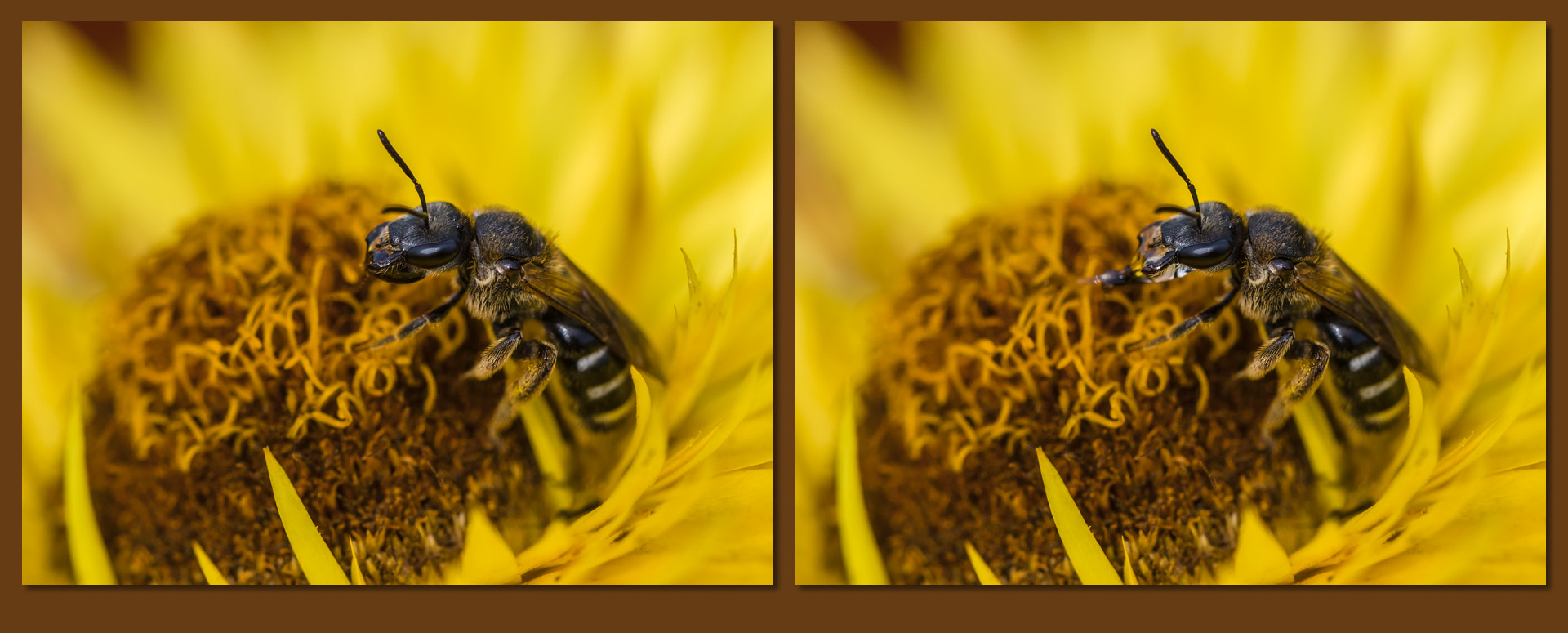 Trinken auf Bienenart?