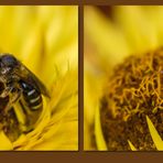 Trinken auf Bienenart?