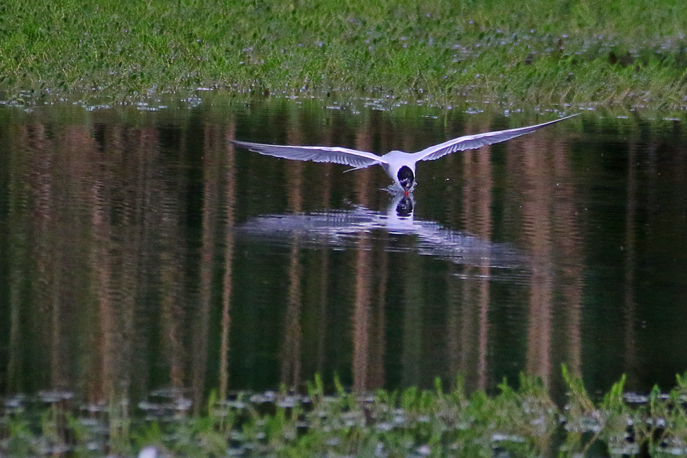 trinken im Flug......