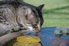 Trinken mit dem Frosch