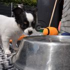 Trinken oder baden gehen?