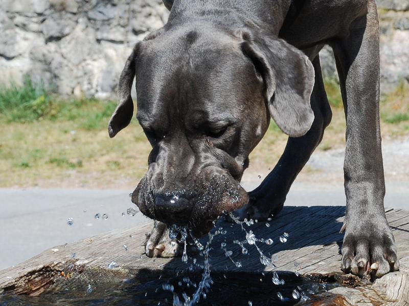 Trinken oder Plantsche...2