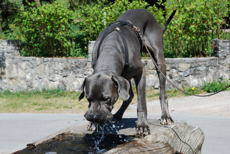 Trinken oder Plantschen..?