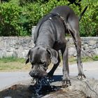 Trinken oder Plantschen..?