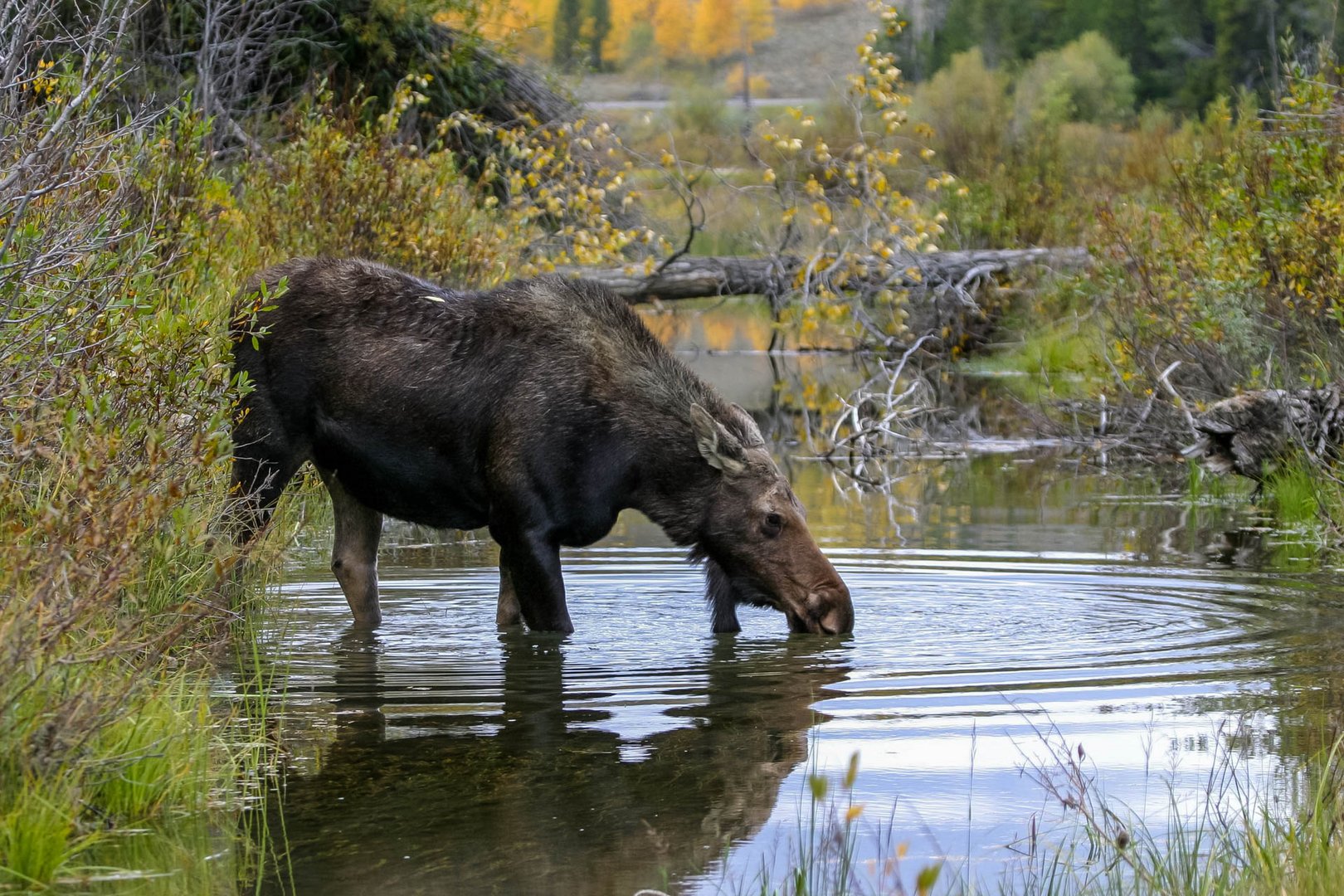 Trinkende Elchkuh / Drinking cow moose