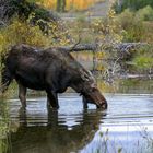 Trinkende Elchkuh / Drinking cow moose