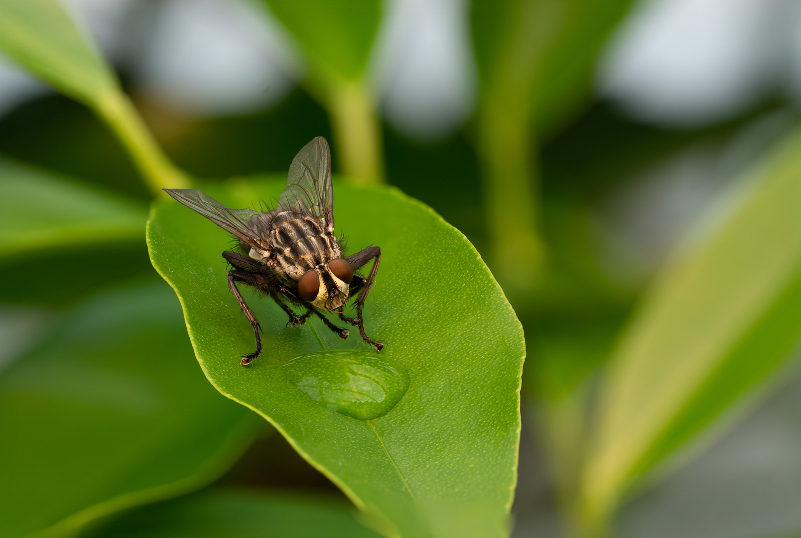 Trinkende Fliege