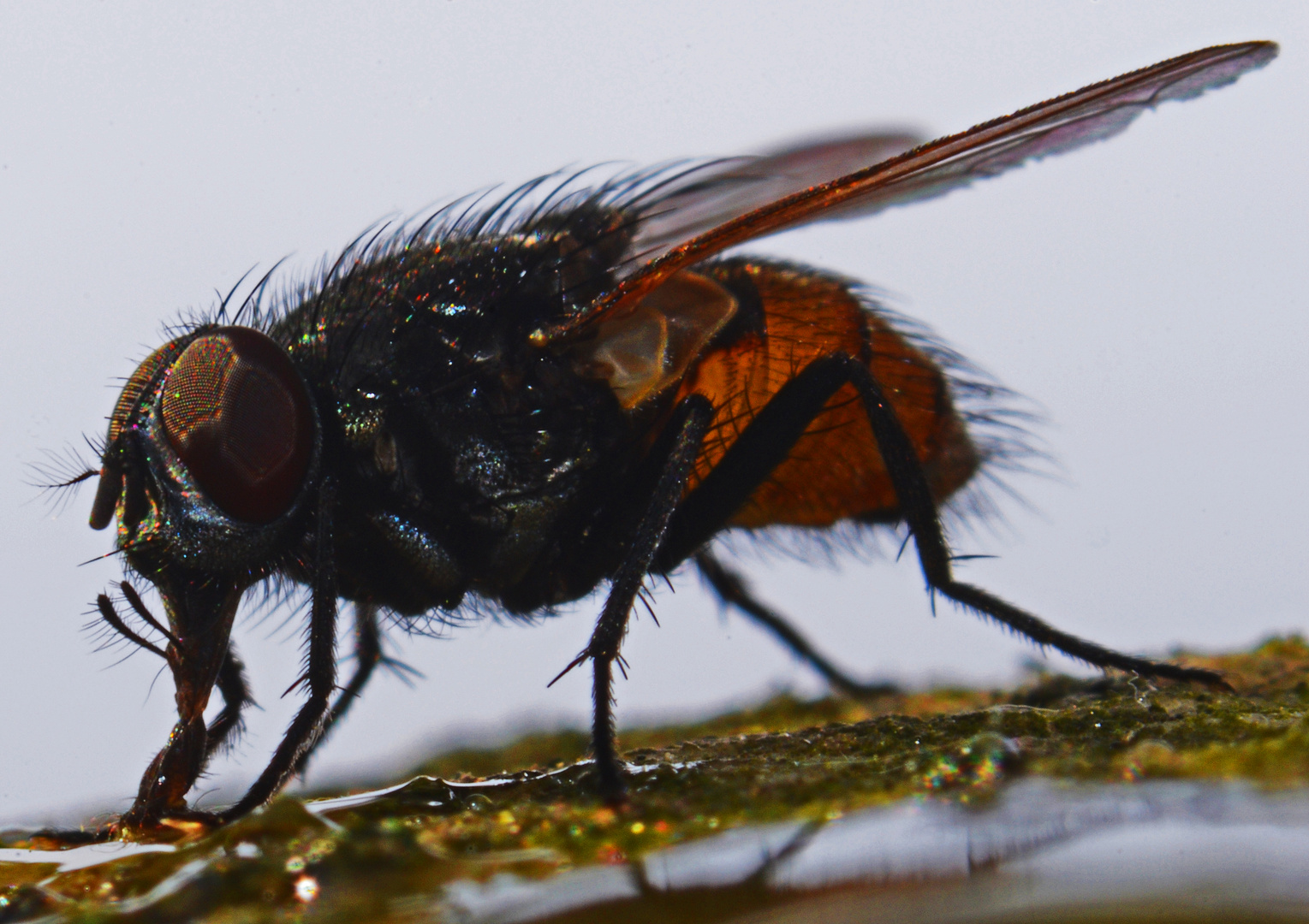 trinkende Fliege an meinem Honigfluss