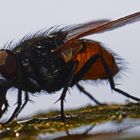 trinkende Fliege an meinem Honigfluss