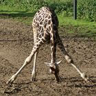 trinkende Giraffe