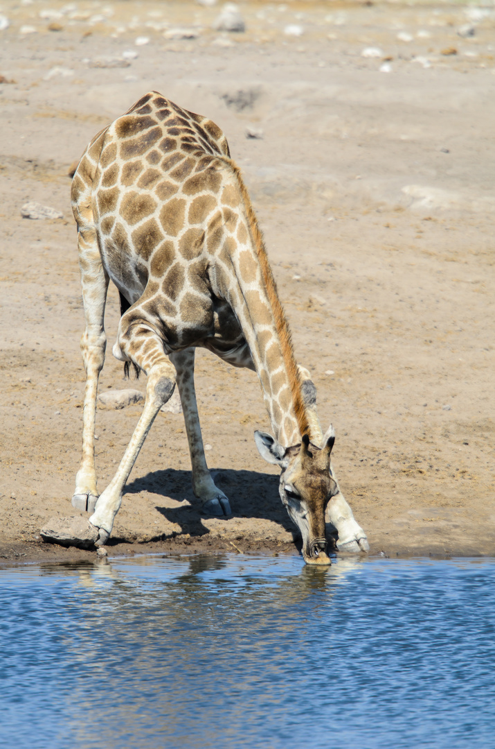 Trinkende Giraffe