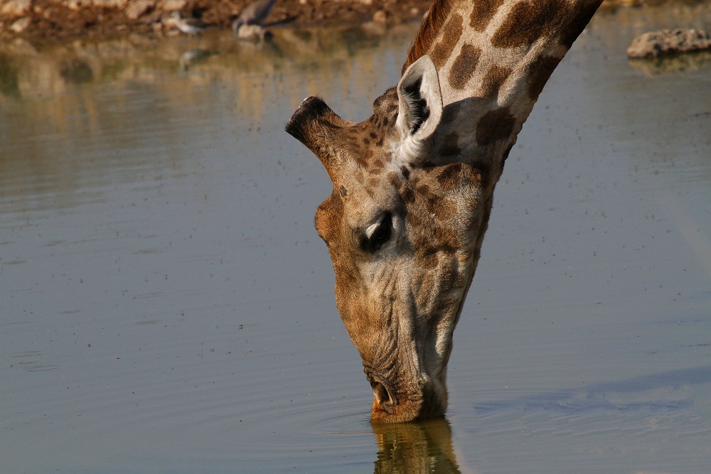 Trinkende Giraffe – Etosha National Park Namibia