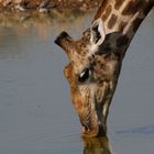 Trinkende Giraffe – Etosha National Park Namibia