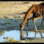 Trinkende Giraffen sehen blöd aus!