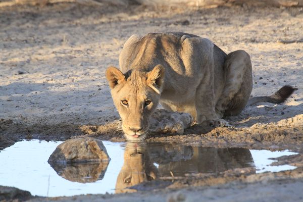 Trinkende Löwin im Kgalagadi Nationalpark