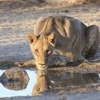 Trinkende Löwin im Kgalagadi Nationalpark