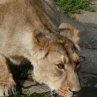 Trinkende Löwin im Tierpark Berlin