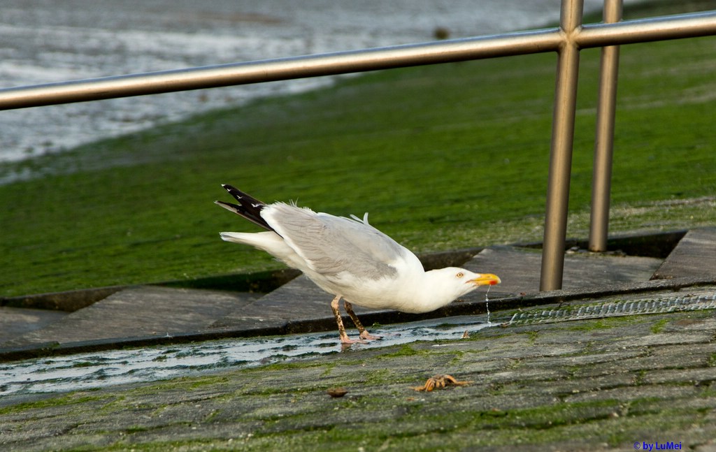 Trinkende Möwe